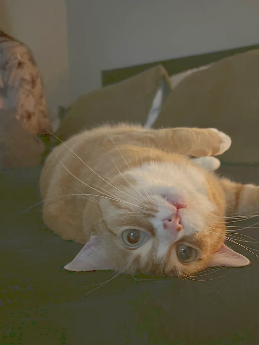 Maui the cat, upside down on the bed